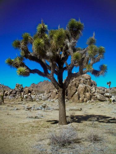 5 JOSHUA TREE Palm Tree Yucca Brevifolia White Flowers Cactus Succulent Seeds